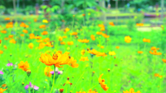 花园里盛开的硫磺波斯菊或黄色波斯菊花视频