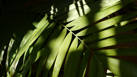 异国情调的丛林雨林热带气氛在亚马逊森林或花园中棕榈视频