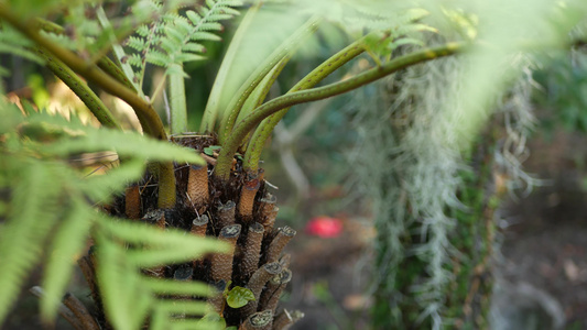 异国情调的丛林雨林热带气氛蕨类植物棕榈树和新鲜多汁视频