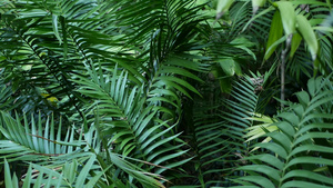 异国情调的丛林雨林热带气氛蕨类植物棕榈树和新鲜多汁12秒视频
