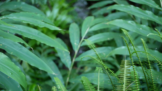 异国情调的丛林雨林热带气氛蕨类植物棕榈树和新鲜多汁视频