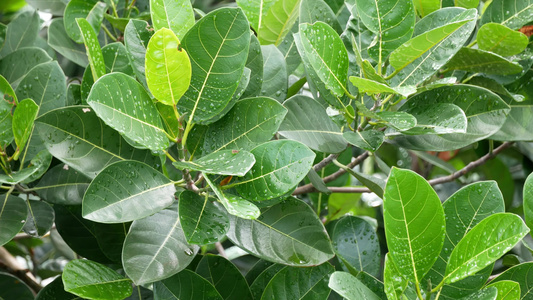 绿色植物的上下向下视图视频