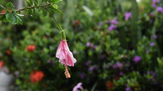 树花花视频