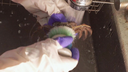 戴手套刷洗大闸蟹清洗螃蟹视频