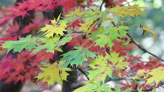 微风中的绿树叶和红木叶视频