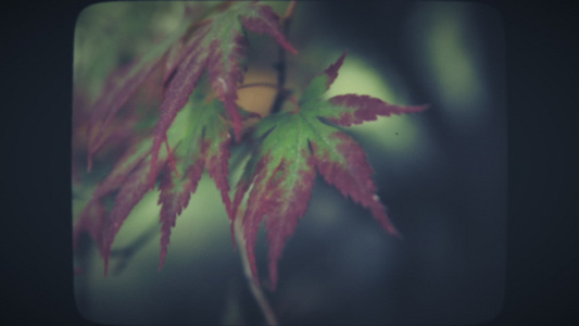 红色和绿色的尖红叶绿树叶缝合视频