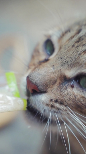 吃零食的小野猫流浪猫25秒视频