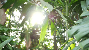 模糊的特写明亮多汁的异国热带丛林树叶太阳光线复制空间14秒视频