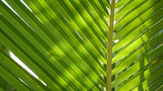 异国情调的丛林雨林热带蕨类植物棕榈叶视频