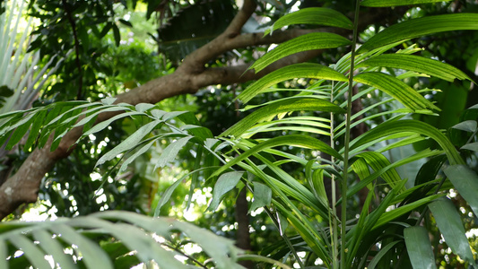 异国情调的丛林雨林热带蕨类植物棕榈叶视频