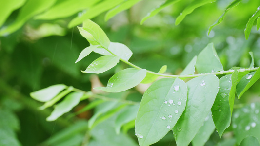 叶子上雨滴视频