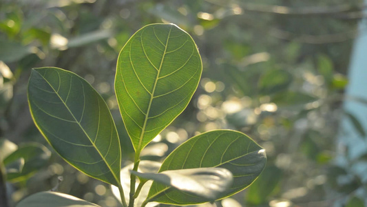 绿叶吸收早晨的阳光一种植物的叶子特写与背光早晨太阳视频