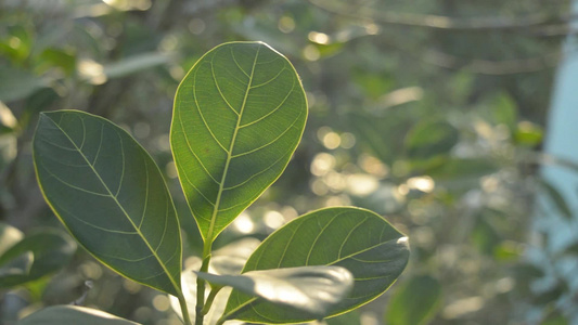 绿叶吸收早晨的阳光一种植物的叶子特写与背光早晨太阳视频