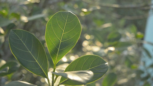 绿叶吸收早晨的阳光一种植物的叶子特写与背光早晨太阳16秒视频