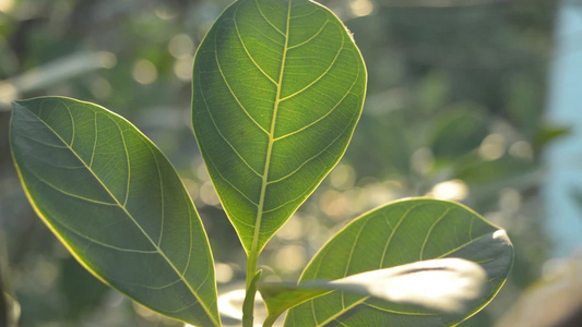 绿叶吸收早晨的阳光一种植物的叶子特写与背光早晨太阳视频