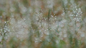 草地上的水滴18秒视频