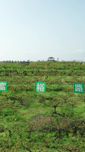 衡阳金甲梨园竖屏航拍视频