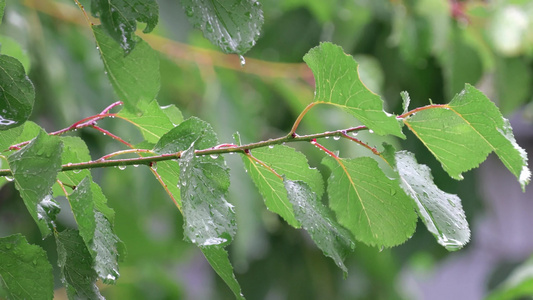 雨滴在树枝上视频