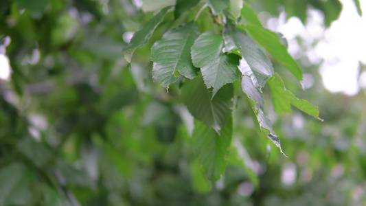 雨滴在树枝上有叶子视频