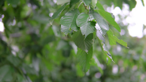 雨滴在树枝上有叶子15秒视频