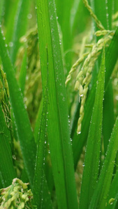 实拍雨后充斥着雨水的稻谷视频素材农作物视频