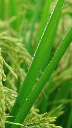 实拍雨后充斥着雨水的稻谷视频素材农作物22秒视频