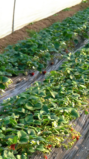 草莓草莓园采摘草莓大棚栽种大棚摘种12秒视频