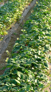 草莓草莓园采摘草莓大棚栽种草莓采摘视频