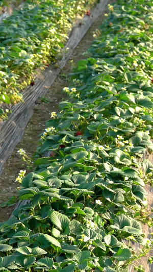 草莓草莓园采摘草莓大棚栽种草莓采摘12秒视频
