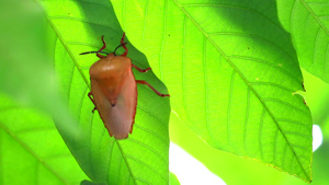 树叶下的臭虫有钙磷和蛋白质等养分每年可捕捉一次20秒视频