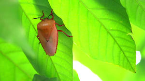 叶下的臭虫有钙磷和蛋白质等养分每年可捕捉一次21秒视频