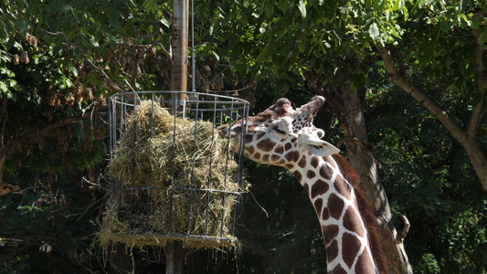 两只长颈鹿在动物园吃草视频