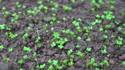 4K细雨中破土而出茁壮生长的豌豆尖小苗视频