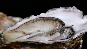 升格海鲜生蚝牡蛎食材24秒视频
