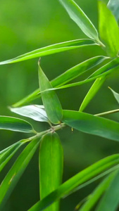 实拍唯美自然风景竹叶视频