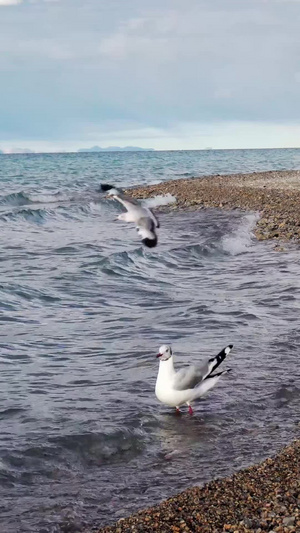 纳木措江湖海边红嘴鸽40秒视频