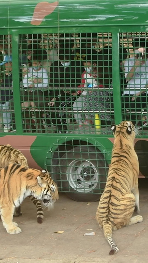 老虎深圳西丽动物园13秒视频