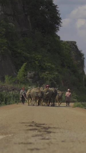山区里的老黄牛回家山区人民赶水牛大黄牛20秒视频