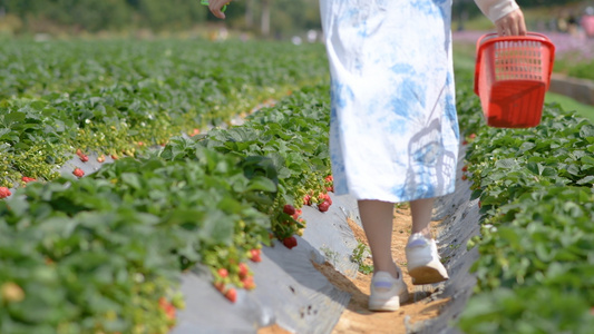 4K少女摘草莓视频