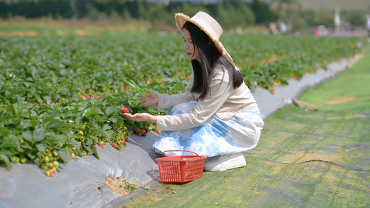 4K少女摘草莓视频