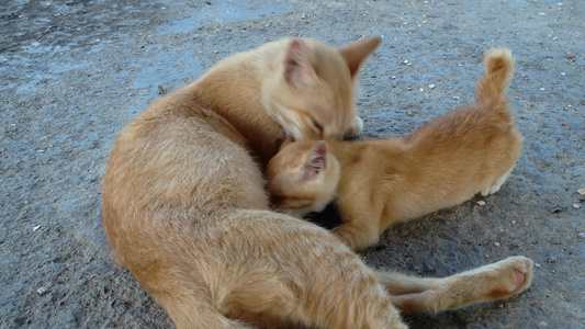 妈妈和小猫玩视频