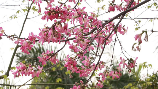 木棉花视频