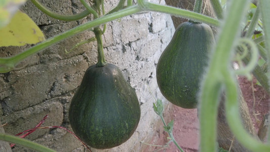 乡村菜园种植的南瓜视频