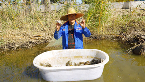 4K盘锦河蟹甲壳纲动物毛蟹秋季食品美味特产标志产品29秒视频