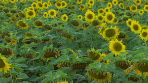 明黄色鲜花24秒视频