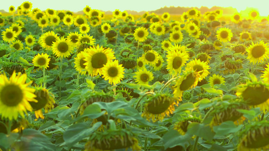 黄黄夏天奇迹视频