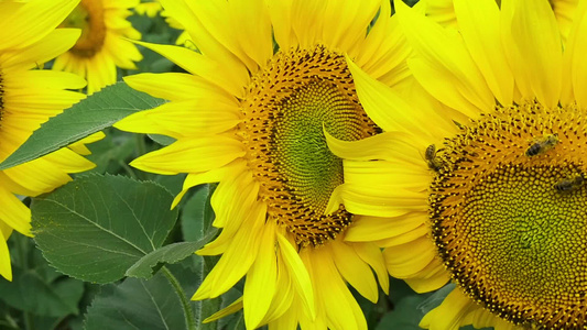 夏日在田地上贴着蜜蜂的向日葵视频