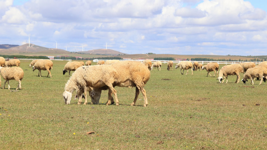 秋天的草原 羊吃草 放牧视频