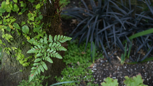 美国加利福尼亚州森林中的蕨叶苔藓和树皮的早晨气氛视频