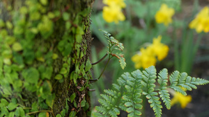 美国加利福尼亚州森林中的蕨叶苔藓和树皮春天的早晨气氛15秒视频